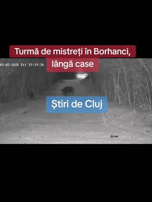 Descargar video TikTok de @stiridecluj