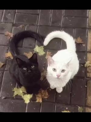 TikTok-Video von @vici63961 herunterladen
