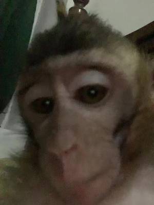 Descarcă video TikTok de la @monpaidluffy