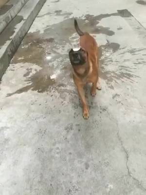 Descarcă video TikTok de la @noib3n
