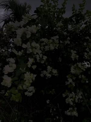 TikTok-Video von @khnh65003 herunterladen