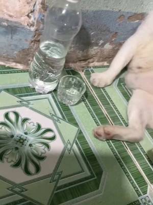 Descarcă video TikTok de la @noib3n