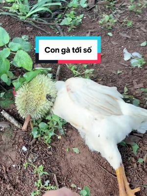 @cuocsongnhavuonn tarafından TikTok videosunu indir