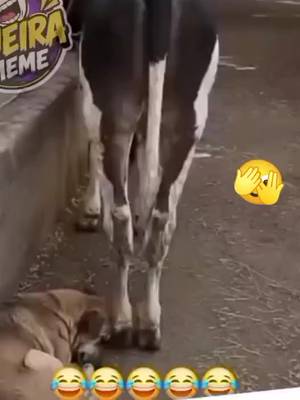 下載 @hoa.bng.lng.tm20 的 TikTok 影片