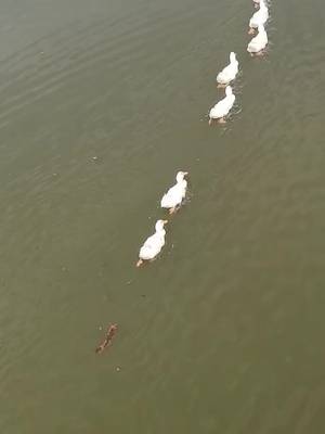 下載 @hoa.bng.lng.tm20 的 TikTok 影片