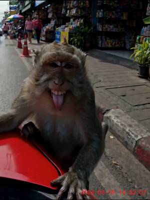 TikTok-Video von @chunchaythonnee herunterladen