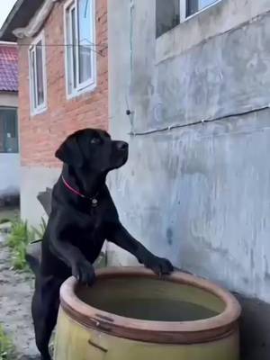 下載 @hoa.bng.lng.tm20 的 TikTok 影片