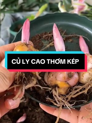 Pobierz wideo TikTok od @gocvuonxanh